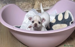 Chihuahua perros en venta: Chihuahua blanca  - Anuncio 2
