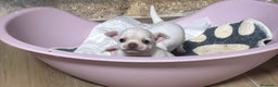 Chihuahua perros en venta: Chihuahua blanca  - Anuncio 2