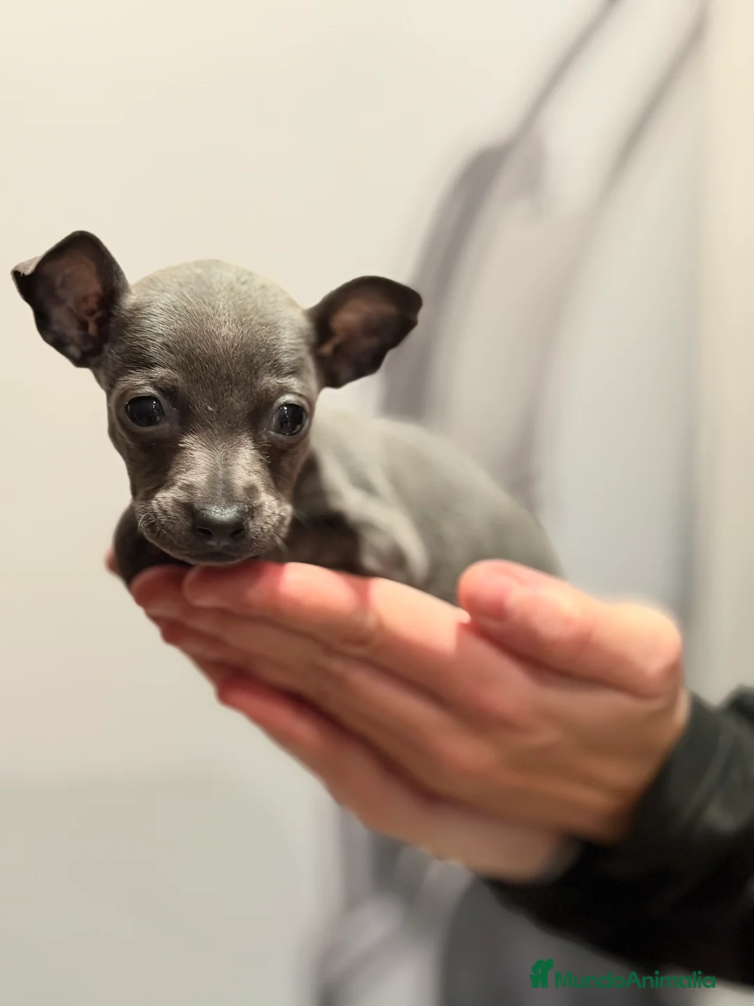 Pequeño Lebrel Italiano perros en venta: Piccolo italiano Blue - Anuncio 4