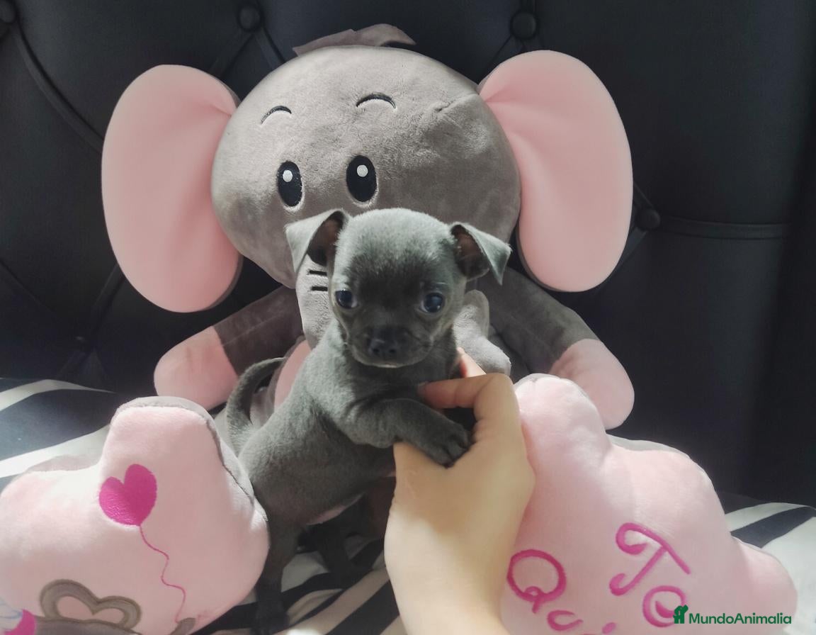Chihuahua perros Chihuahua disponible 643500576 - Anuncio 1