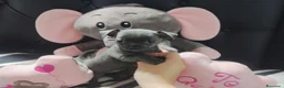 Chihuahua perros en venta: Chihuahua disponible 643500576 - Anuncio 1