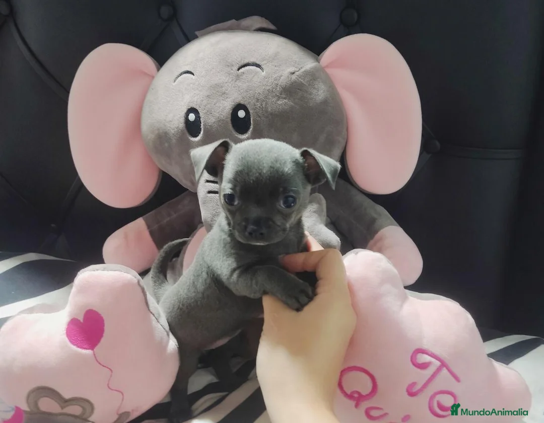 Chihuahua perros en venta: Chihuahua disponible 643500576 - Anuncio 1