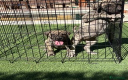 Dogo Canario perros en venta: Cachorros presa canario para guarda - Imagen 7