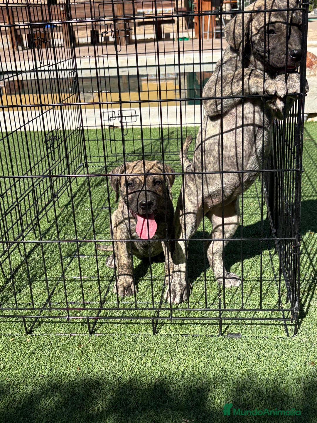 Dogo Canario perros en venta: Cachorros presa canario para guarda - Imagen 7