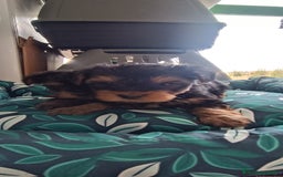 Yorkshire Terrier perros en venta: CACHORROS YORKSHIRE  - Anuncio 1