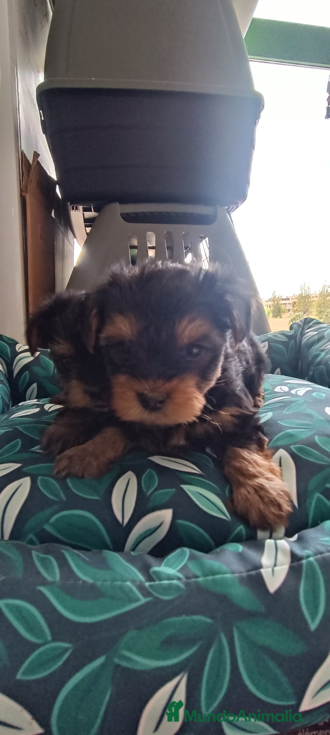 Yorkshire Terrier perros en venta: CACHORROS YORKSHIRE  - Anuncio 1