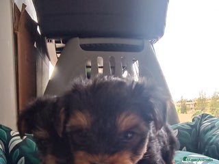 Yorkshire Terrier perros - Anuncio 12