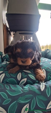Yorkshire Terrier perros - Anuncio 12