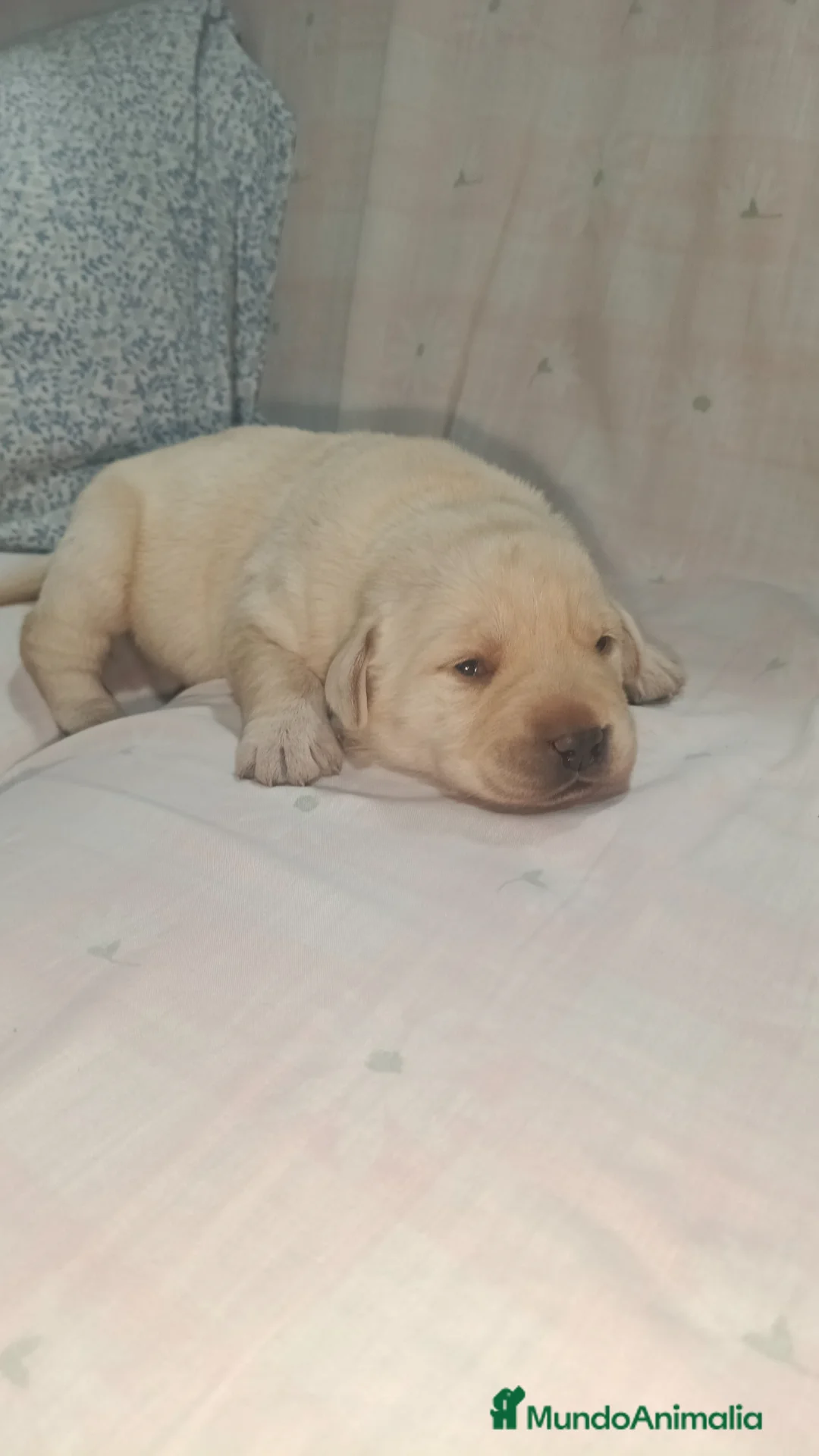 Labrador Retriever perros en venta: Labrador retriever dorado  - Anuncio 2