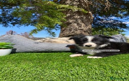 Teckel Miniatura perros en venta: CACHORROS BORDER COLLIE - Imagen 5