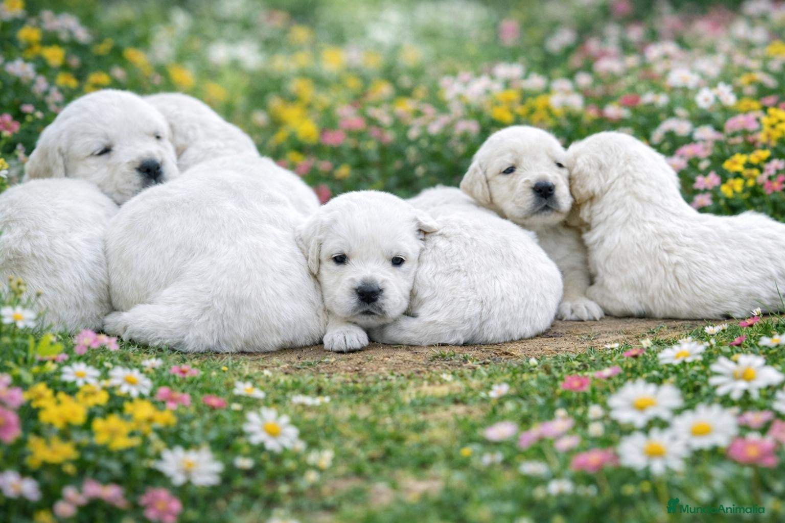 Golden Retriever perros Golden retriever - Anuncio 2