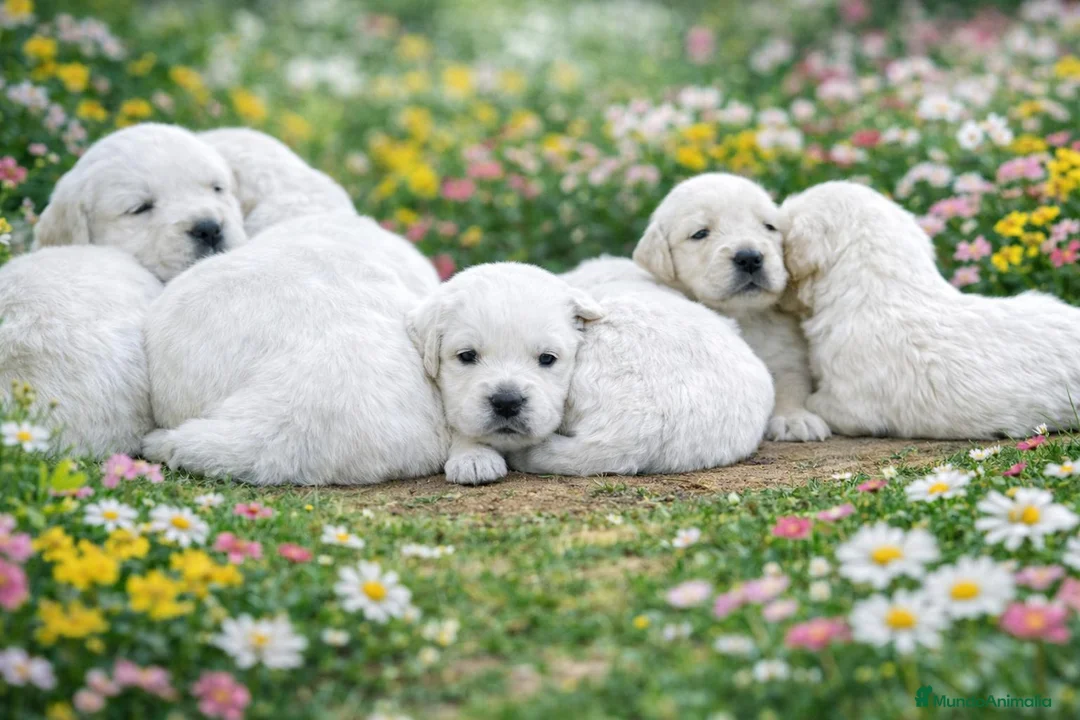 Golden Retriever perros en venta: Golden retriever - Anuncio 2