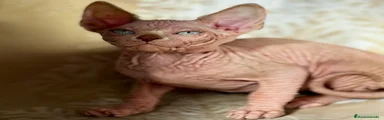Sphynx Gatito 1