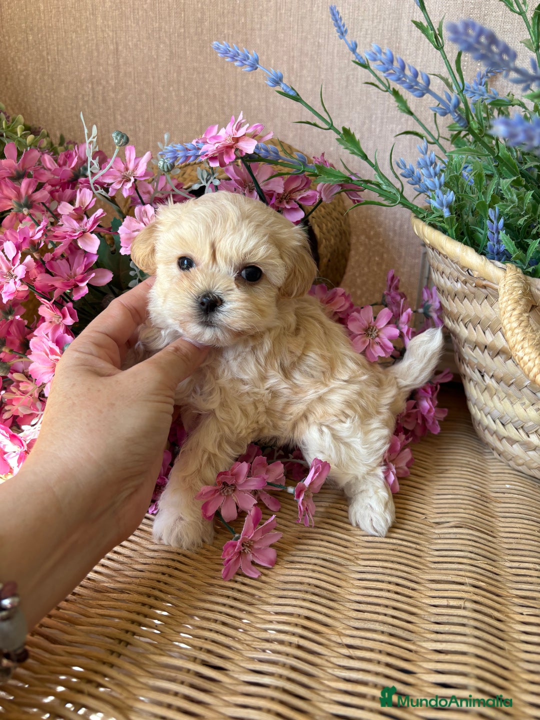 Maltipoo perros en venta: Maltipoo hembra Toy disponible  - Imagen 7