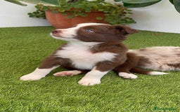 Border Collie perros en venta: BORDER COLLIE HEMBRA  - Imagen 14