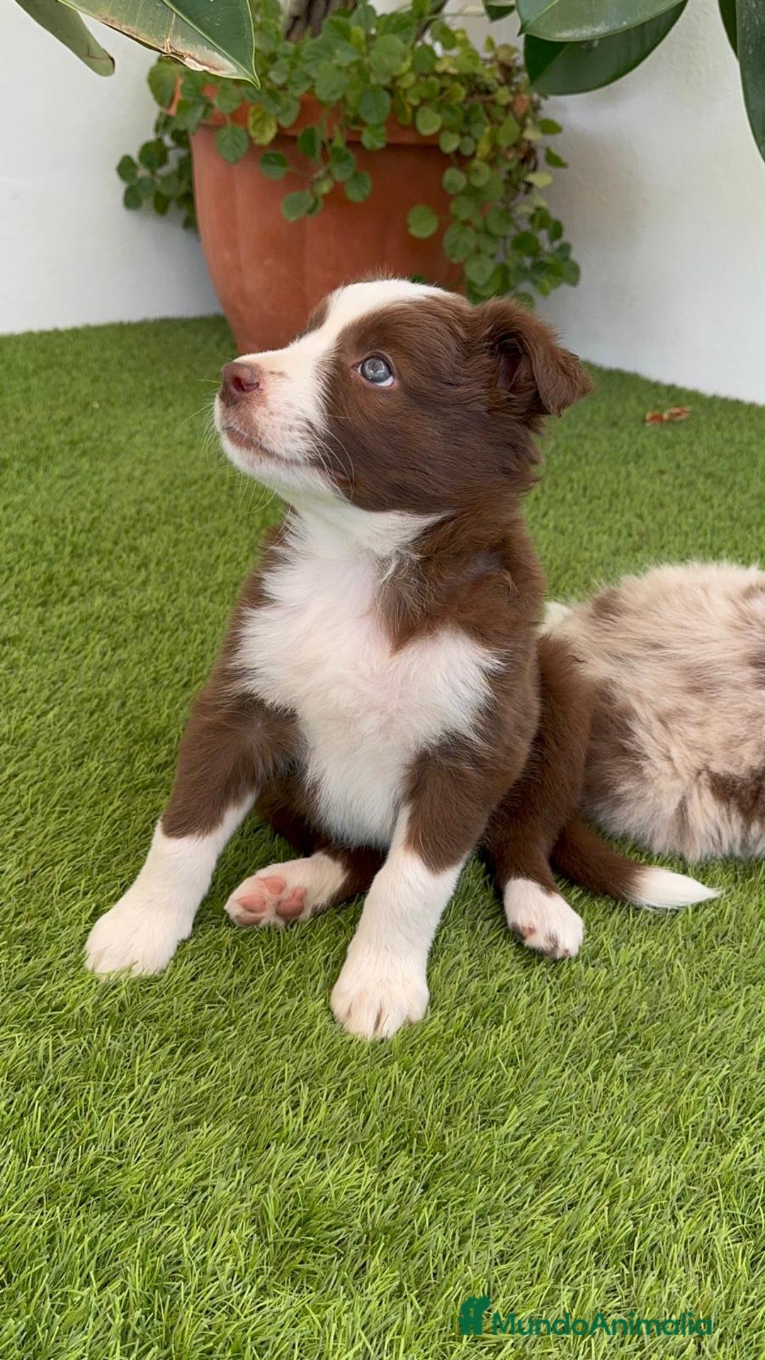 Border Collie perros en venta: BORDER COLLIE HEMBRA  - Imagen 14