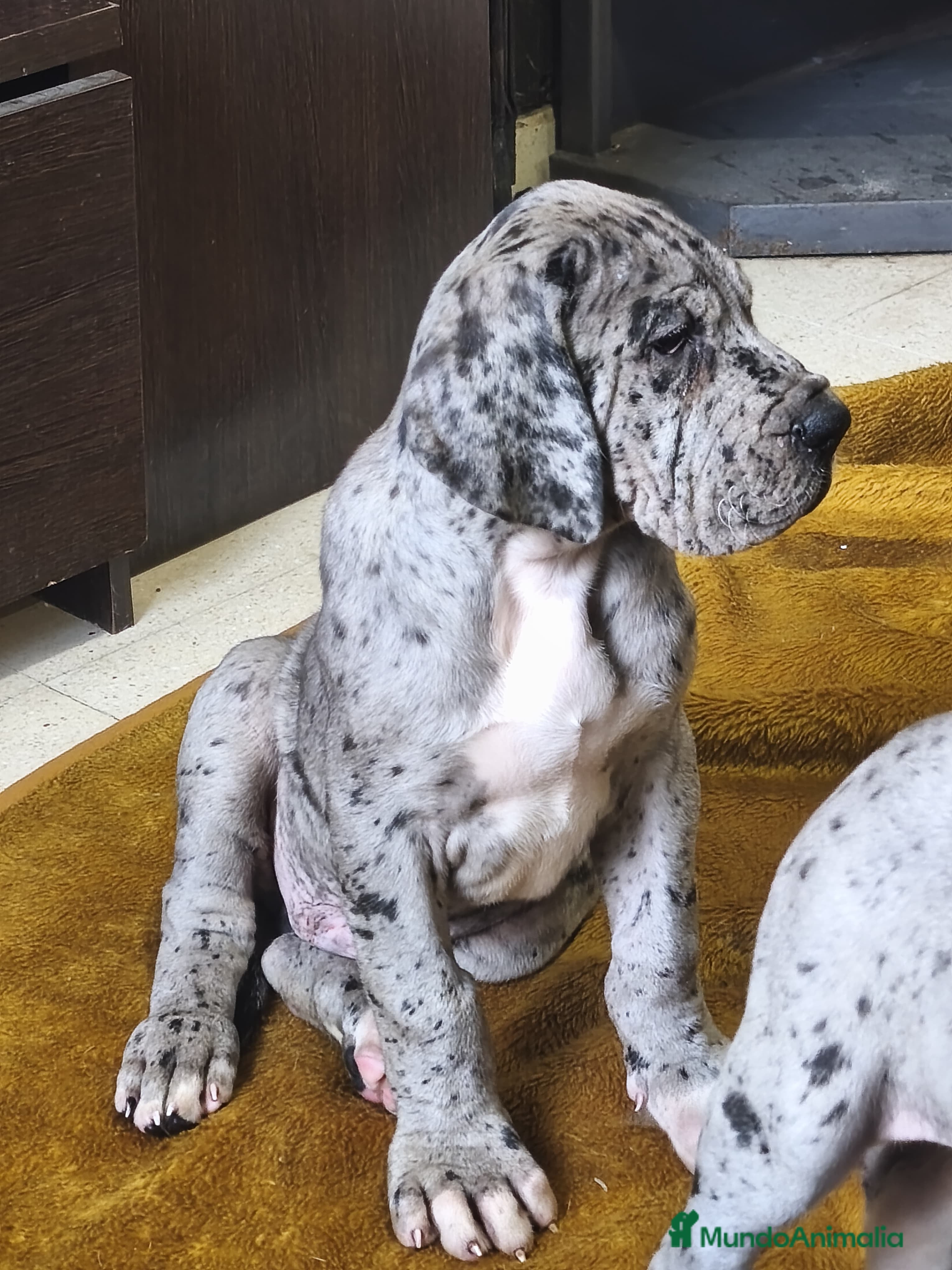 Dogo Alemán perros Gran danés, dogo alemán ♂️♀️ - Anuncio 1