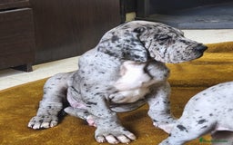 Dogo Alemán perros en venta: Gran danés, dogo alemán ♂️♀️ - Imagen 1