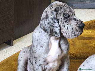 Dogo Alemán perros - Anuncio 3