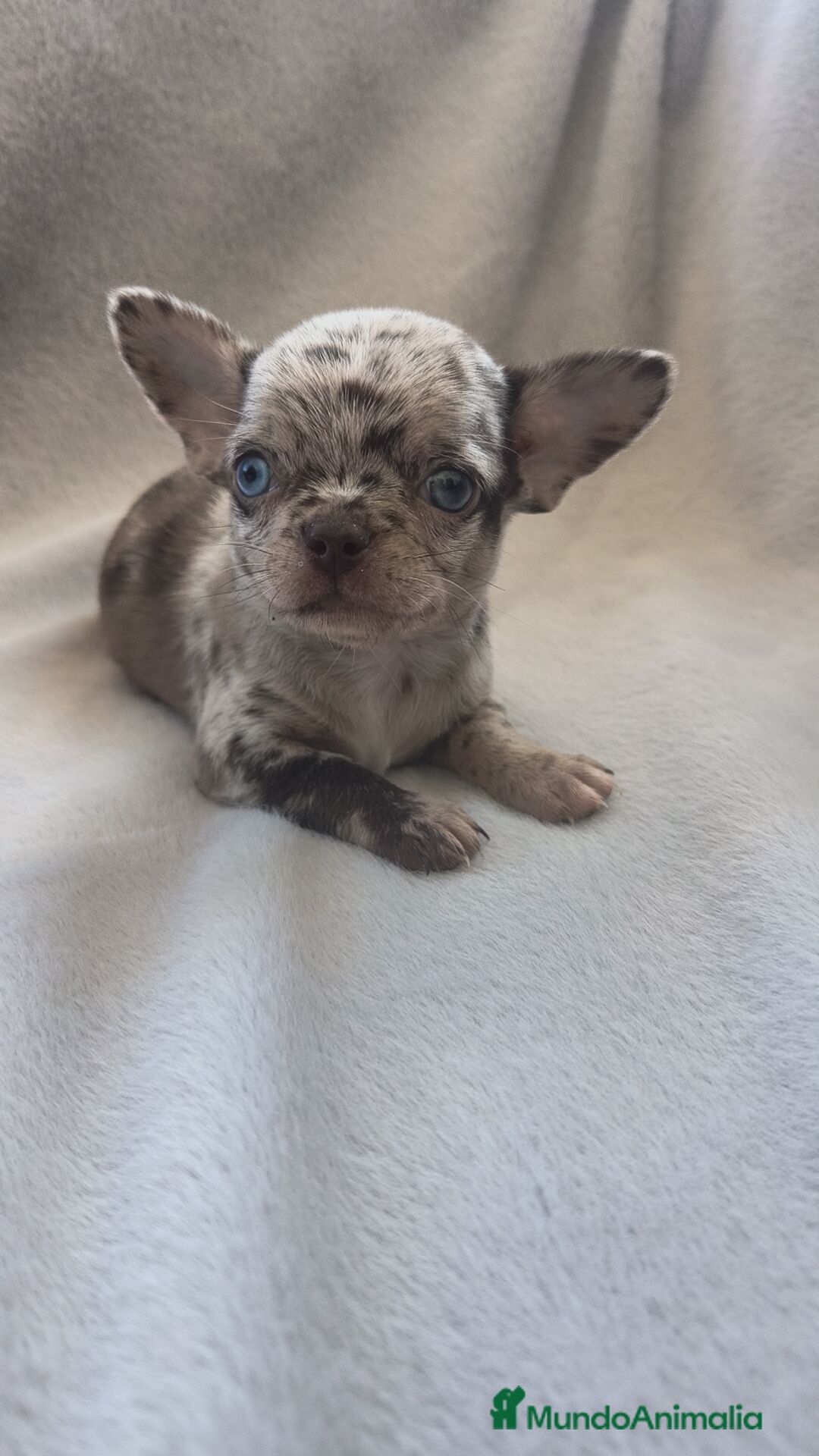 Chihuahua perros CHIHUAHUA MERLE TOY EXCLUSIVOS  - Anuncio 1