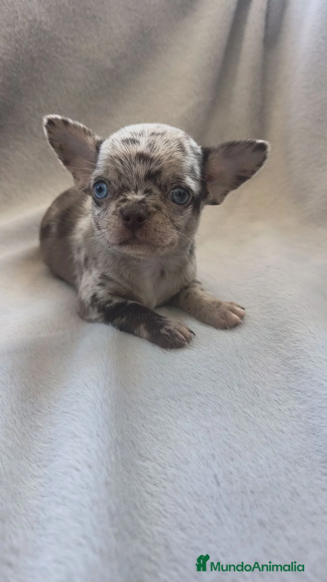 Chihuahua perros en venta: CHIHUAHUA MERLE TOY EXCLUSIVOS  - Anuncio 1
