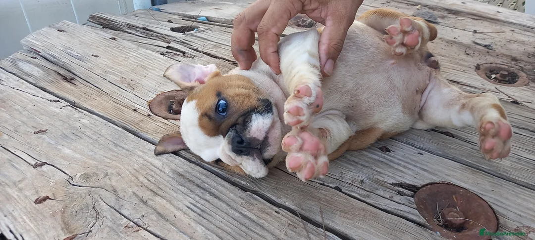 Imagen de galería {{count}}