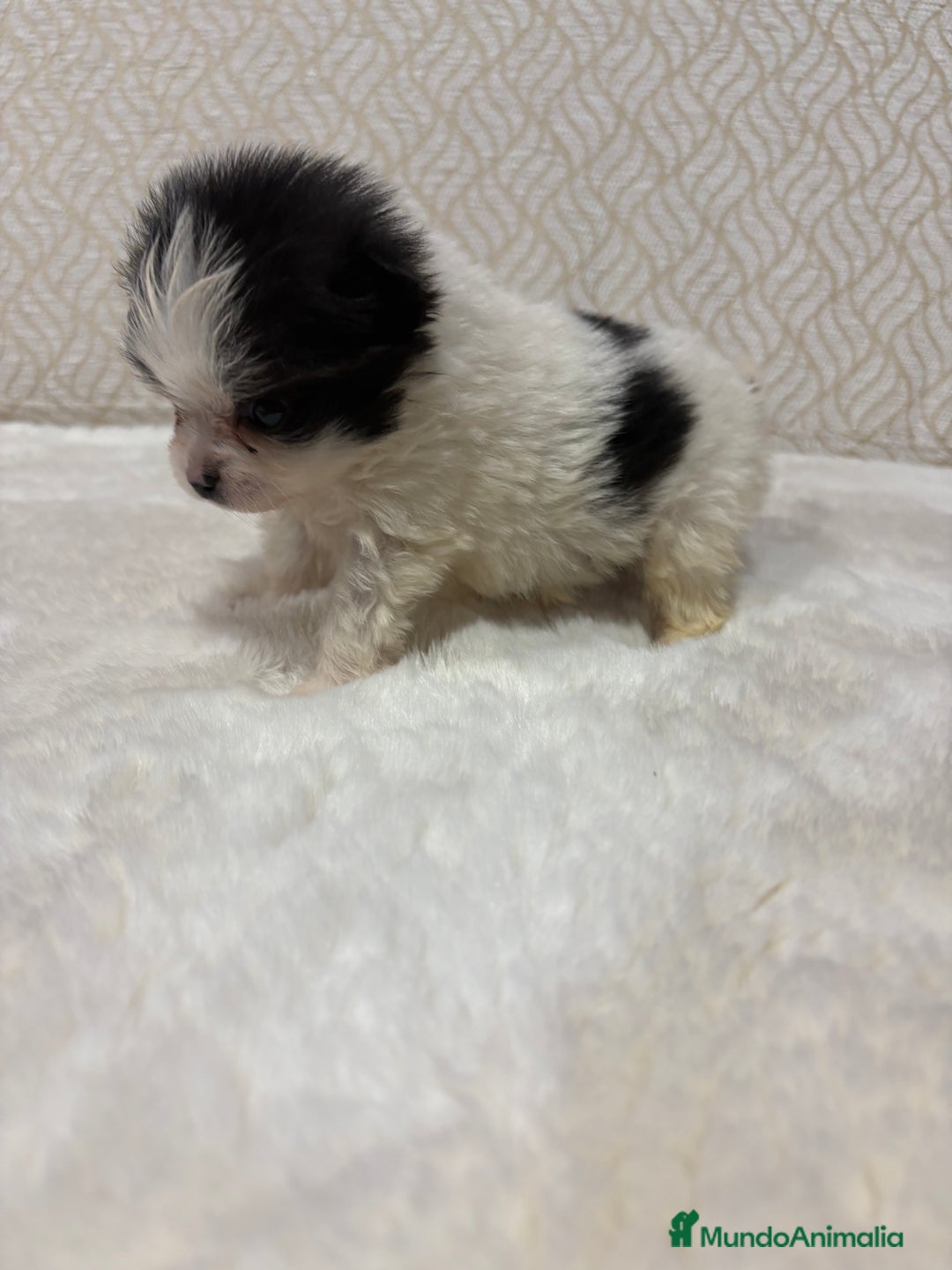 Pomerania perros en venta: Lulu Pomerania macho mini Toy color party - Anuncio 21