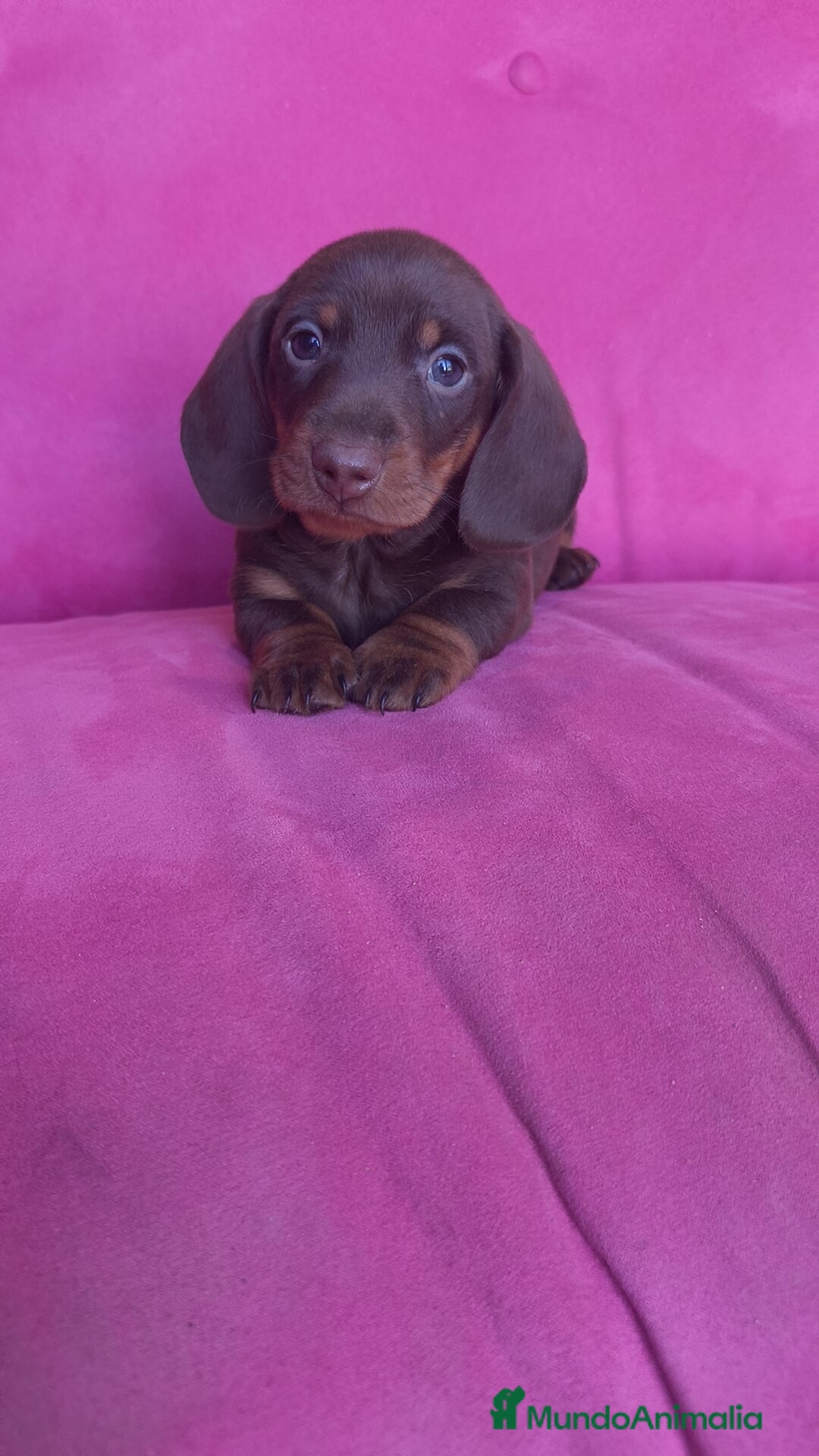 Teckel Miniatura perros en venta: Teckel Kanichen chocolate macho y hembra  - Anuncio 10