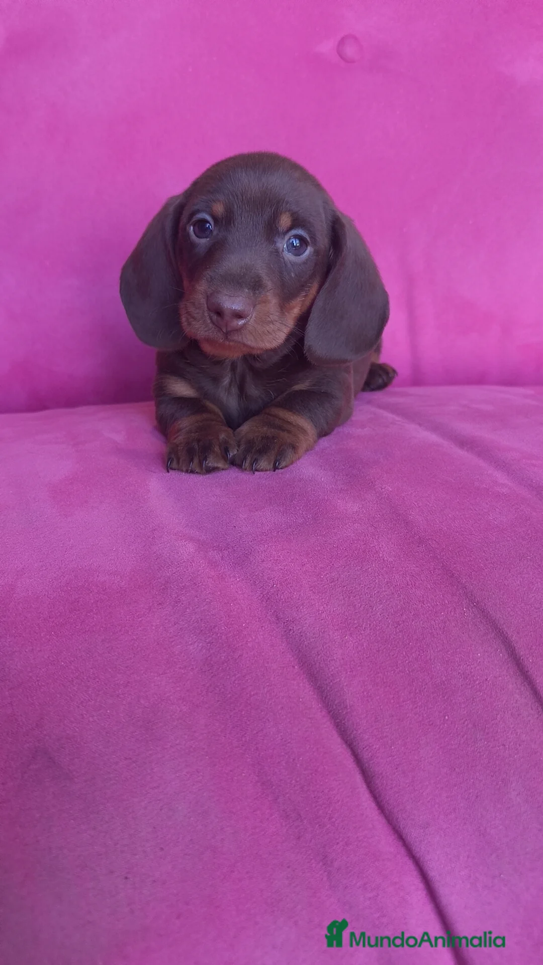 Teckel Miniatura perros en venta: Teckel Kanichen chocolate macho y hembra  - Anuncio 10