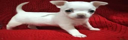 Chihuahua perros en venta: Chihuahuas toy  - Anuncio 3
