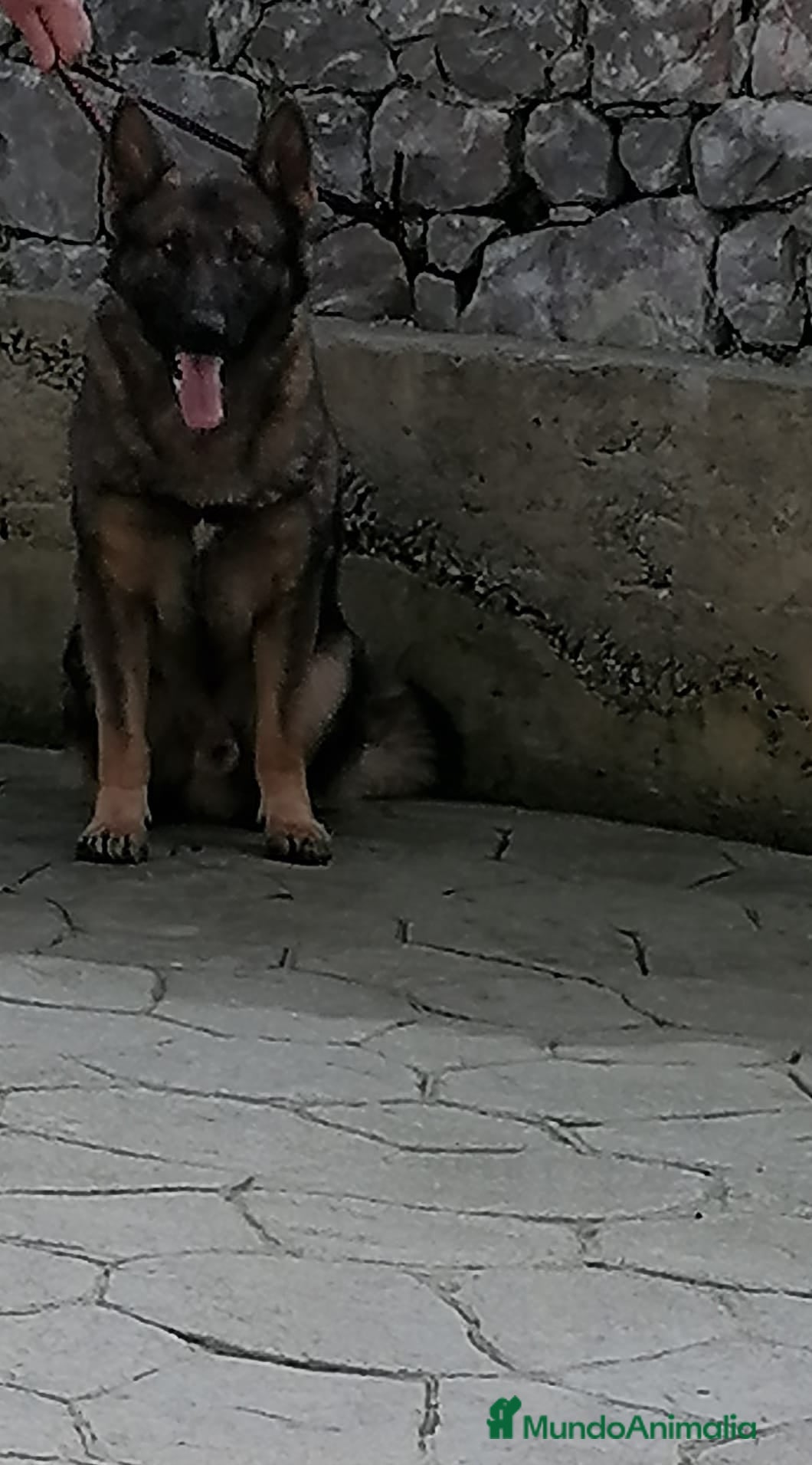 Raza Mixta perros Cachorros de li neas checas y pastor molinois - Anuncio 1