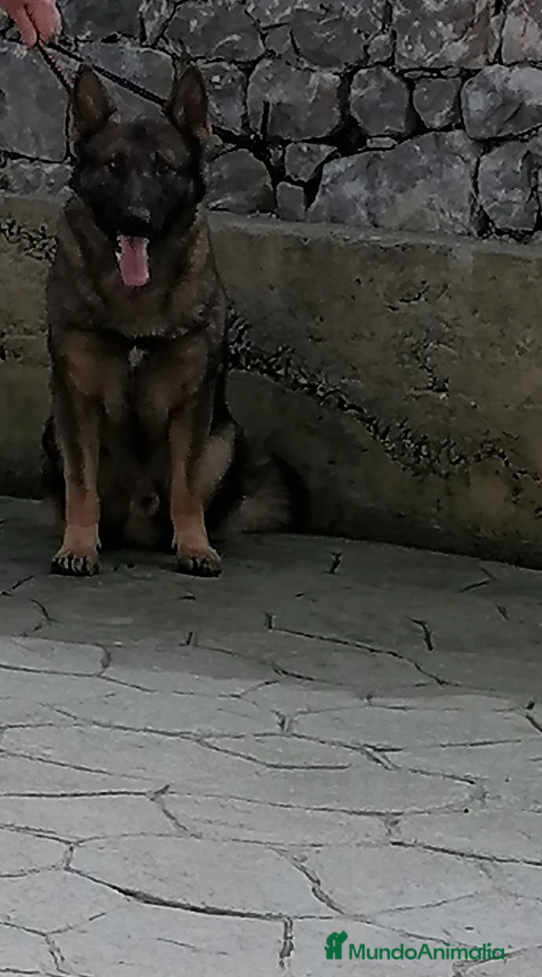 Raza Mixta perros en venta: Cachorros de li neas checas y pastor molinois - Anuncio 1