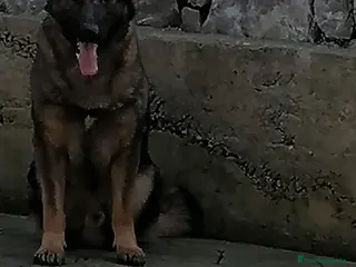 Raza Mixta perros Cachorros de li neas checas y pastor molinois - Anuncio 1