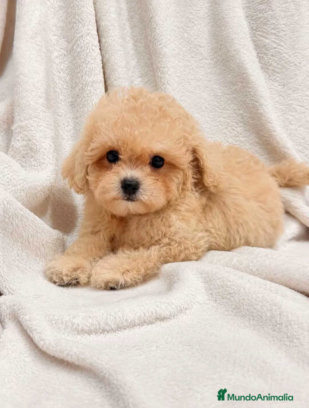 Maltipoo perros en venta: Monísima Maltipoo  - Anuncio 2
