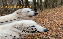 Perro de Montaña de los Pirineos perros en venta: PRECIOSOS CACHORROS DE LOS PIRINEOS - Imagen 2