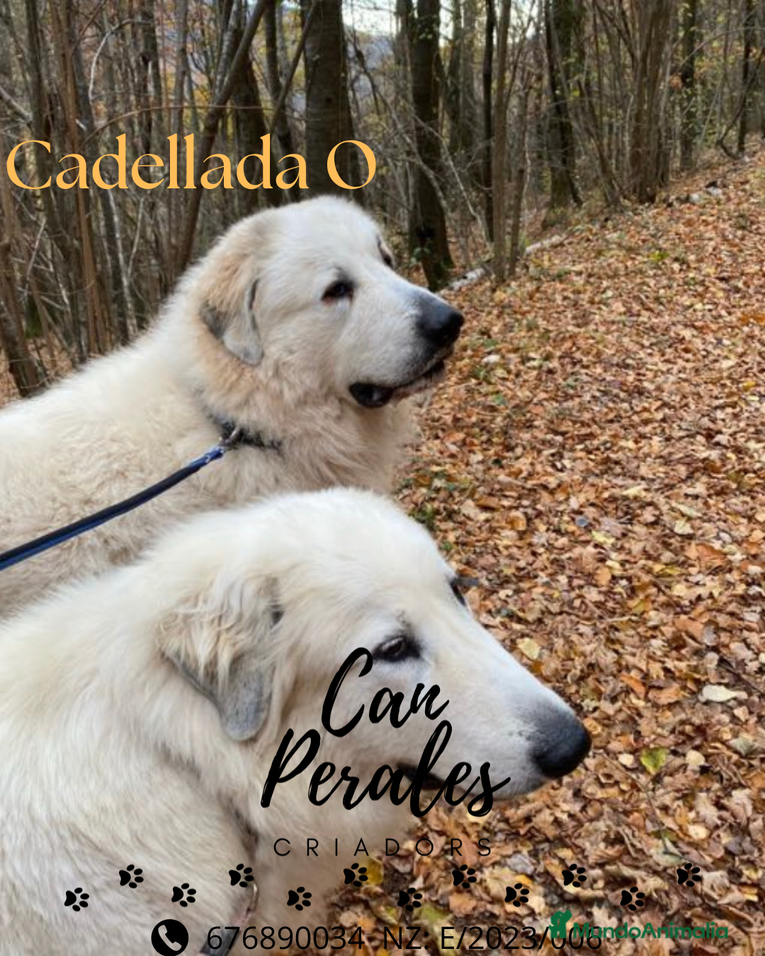 Perro de Montaña de los Pirineos perros en venta: PRECIOSOS CACHORROS DE LOS PIRINEOS - Imagen 2