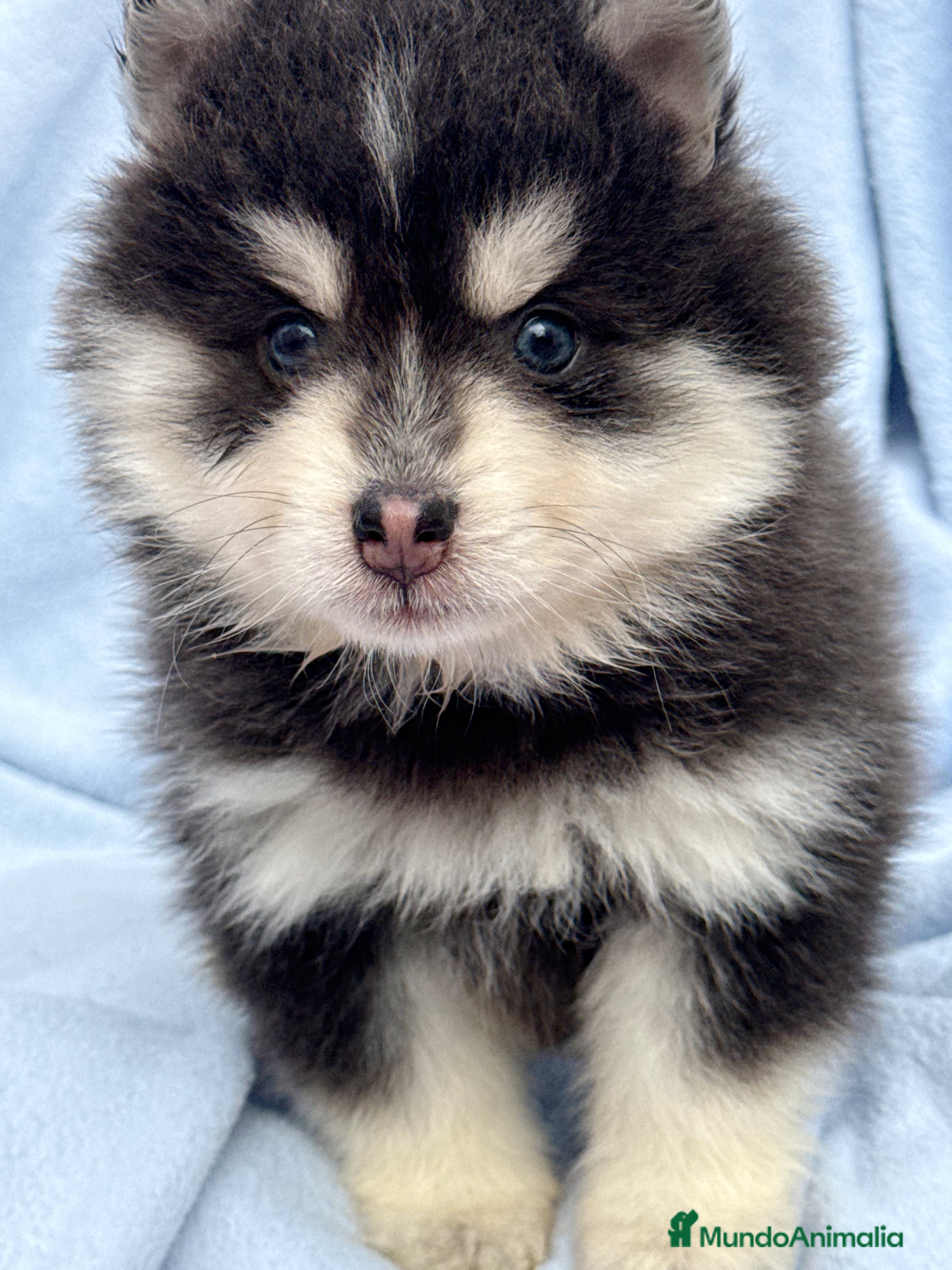 Pomsky perros Pomsky mini huskys ojos azules  - Anuncio 4