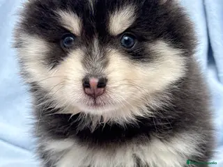 Pomsky perros Pomsky mini huskys ojos azules - Anuncio 24