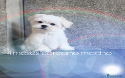 Bichón Maltés perros en venta: Bichón maltés coreano  - Imagen 1