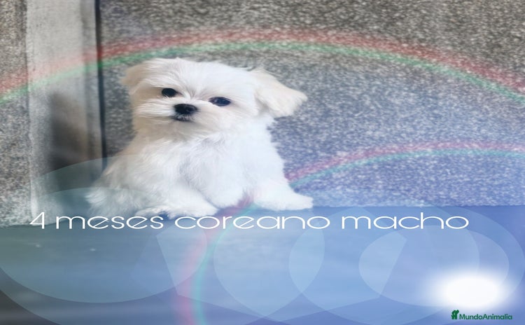 Bichón Maltés perros - Propaganda 2
