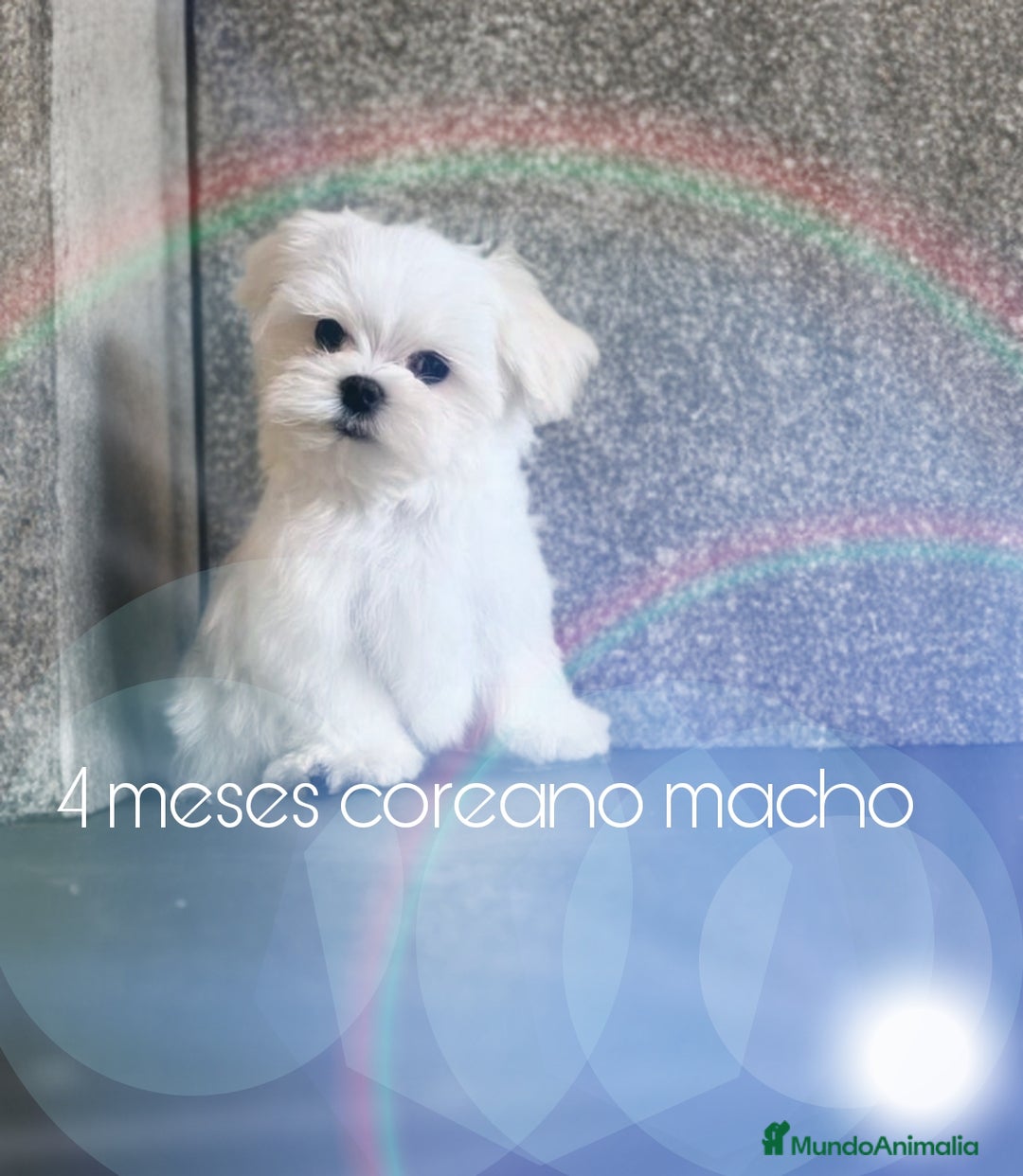 Bichón Maltés perros en venta: Bichón maltés coreano  - Imagen 1