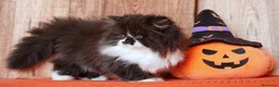 Británico de Pelo Largo gatos en venta: Winifred, preciosa hembra British Longhair🖤🤍 - Anuncio 5