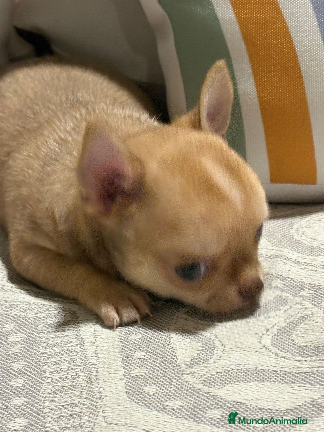 Chihuahua perros en venta: Exclusivos chihuahuas rusos - Imagen 5