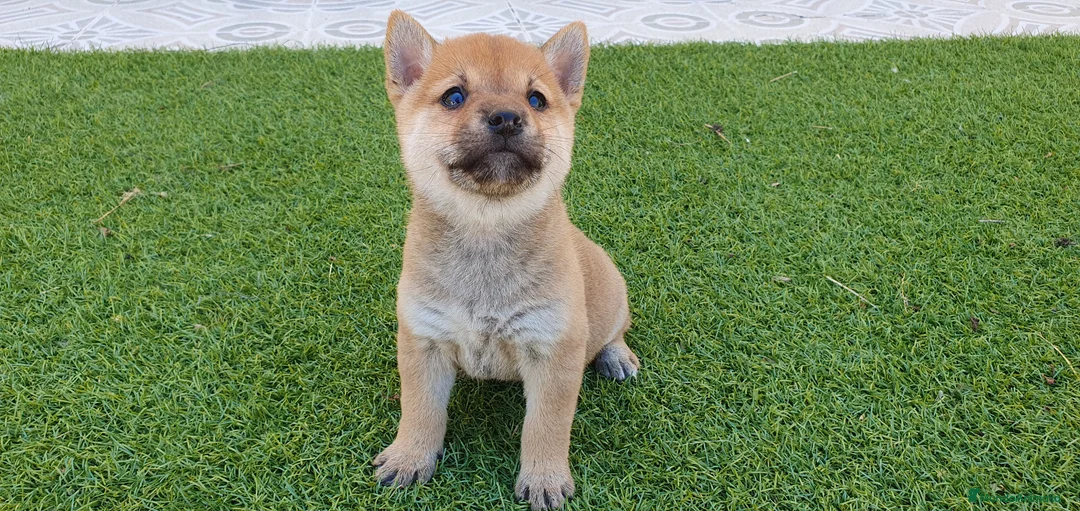 Shiba Inu perros en venta: Shiba Inu Calidad Top - Anuncio 1