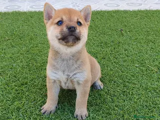 Shiba Inu perros en venta: Shiba Inu Calidad Top - Anuncio 3