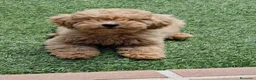 Caniche Enano perros en venta: CAMADA CANICHE ENANO APRICOT - Anuncio 2