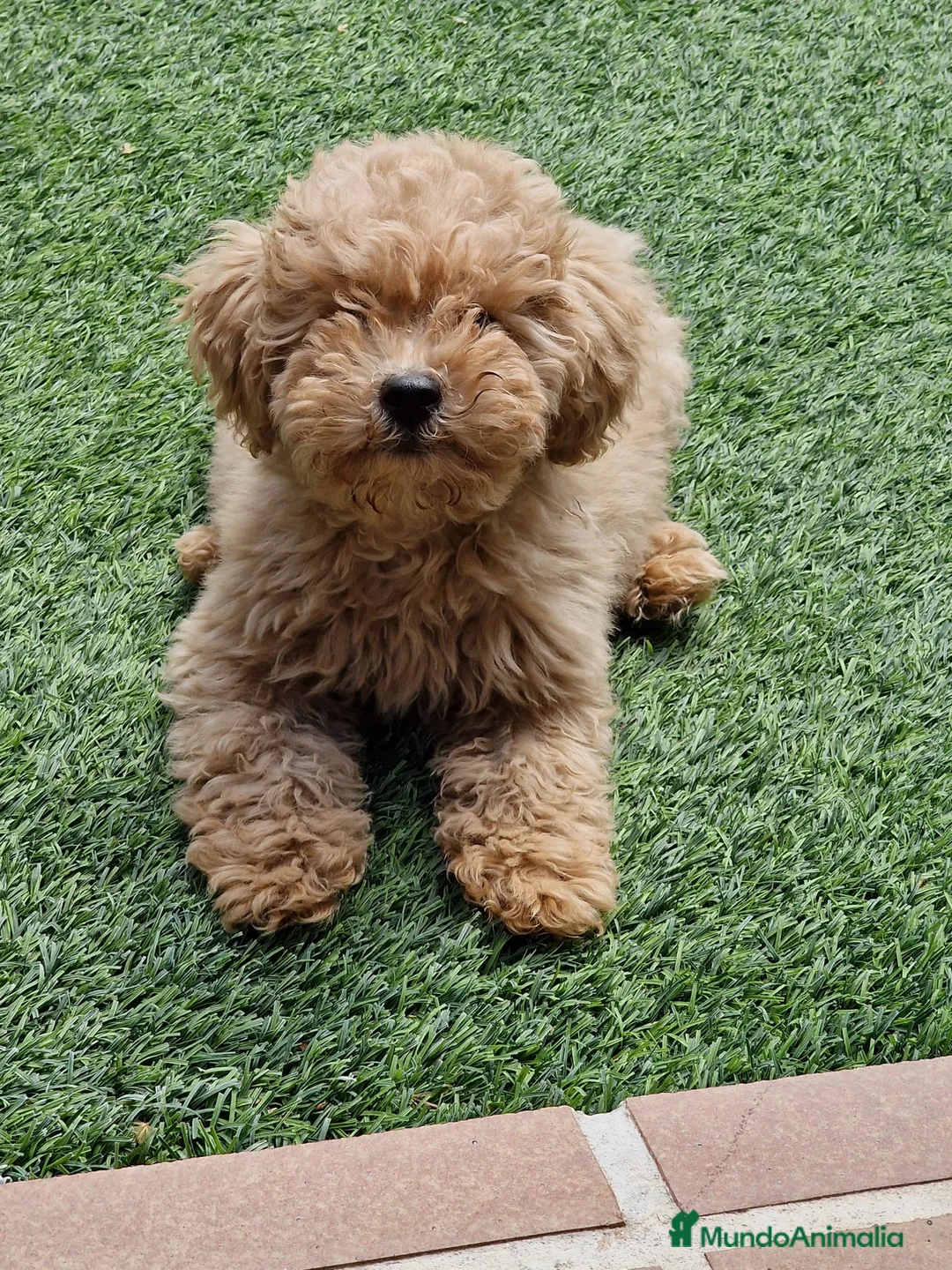 Caniche Enano perros en venta: CAMADA CANICHE ENANO APRICOT - Anuncio 2