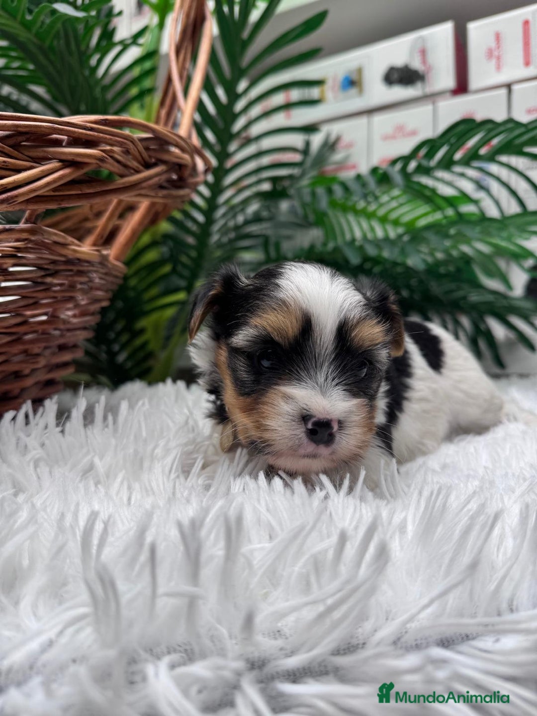 Yorkshire Terrier perros en venta: YORKSHIRE BIEWER HEMBRA - Anuncio 1