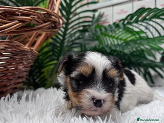 Yorkshire Terrier perros YORKSHIRE BIEWER HEMBRA - Anuncio 1