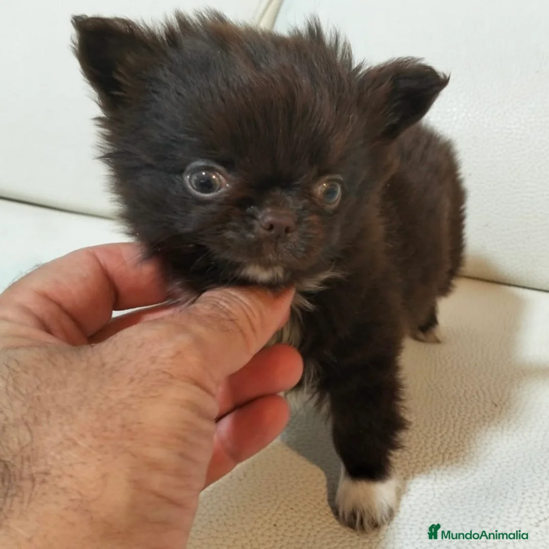 Chihuahua perros en venta: Chihuahua De Pelo Largo - Anuncio 4
